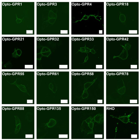 Confocal microscopy using Anti-VSV-G Epitope Tag Antibody DyLight™ 488 Conjugated.\